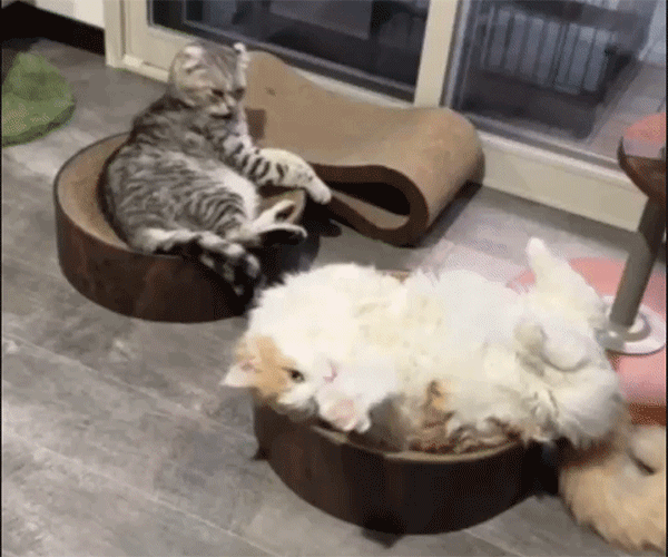 2023年、カラパイアで最も読まれた記事トップ10