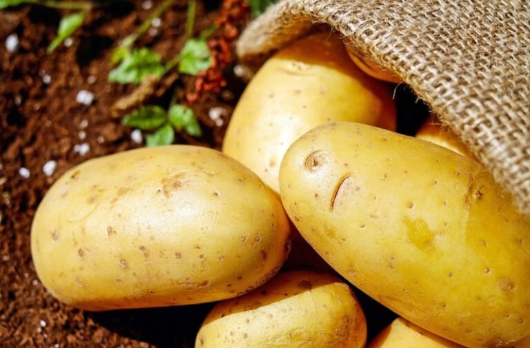 アメリカで野菜に分類されているじゃがいもを穀物に分類することを検討中