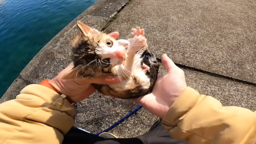 海に浮かぶ子猫を偶然救助したYouTuber、誹謗中傷が多すぎてコメント欄閉鎖