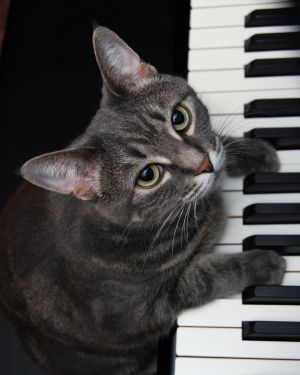 音楽理論や楽器の技術を修めていない人の音楽ってみんなは認める？