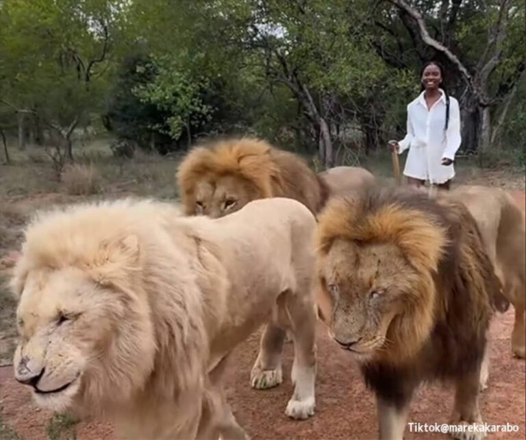 3頭のライオンと笑顔で散歩をする女性