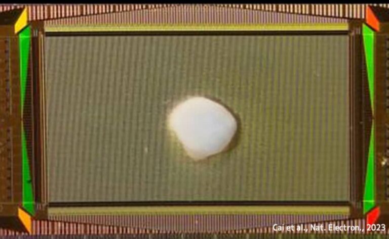 ヒトの脳組織を培養した「ミニ脳」でコンピューターの構築に成功。日本語音声認識や数学理論を理解