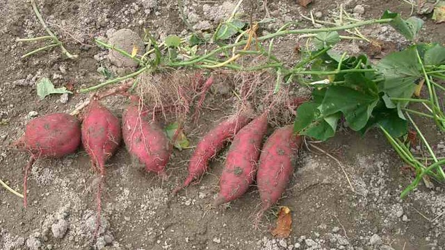 【政府】食料確保指示の新法提出へ　危機下にサツマイモへ転作要請も、台湾有事が近いのかと話題