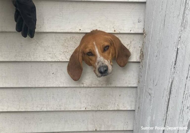 犬、はさまる。排気口に頭を突っ込んだものの抜けなくなってしまい警察と消防隊が共同救出