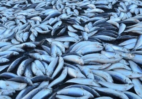 【予兆？】三重の漁港におびただしい量の魚が漂着する・・・あれ？ちょっと前に北海道でもあったよね・・・？