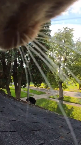 【動画】猫さんが見てる光景が楽しすぎて何回でも見れるｗｗｗ