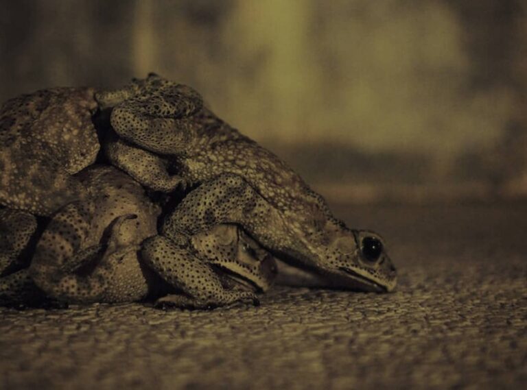 いったい何が？カエルが大量発生し路上を埋め尽くす