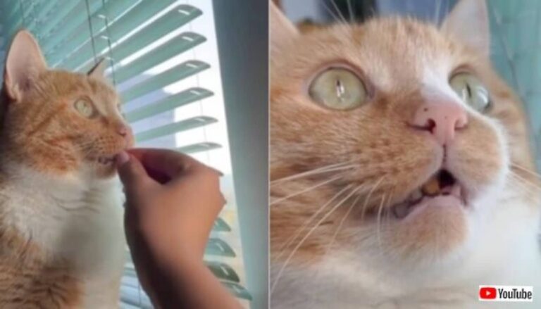 これはおそらく再起動が必要？窓の外を凝視したまま動かなくなった猫