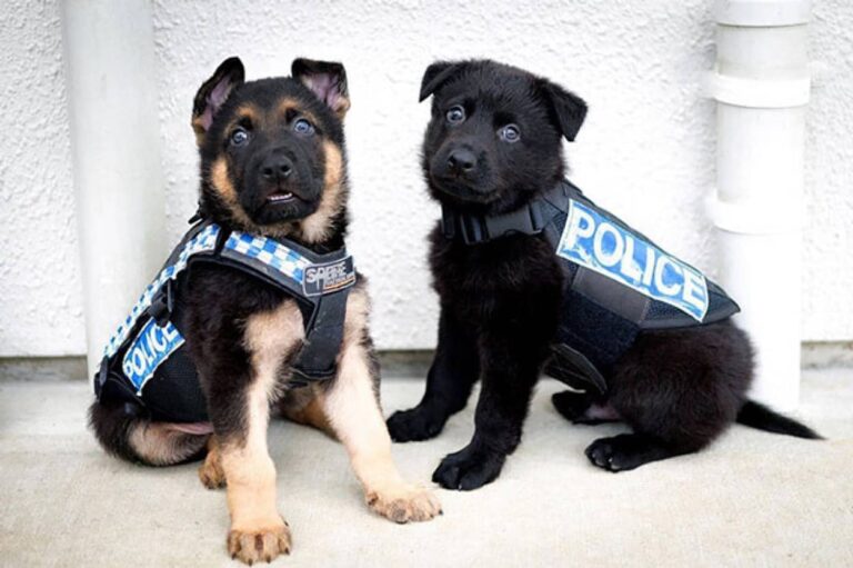 警察犬の教育は早期から。子犬のうちから訓練を積むかわいい候補生たち