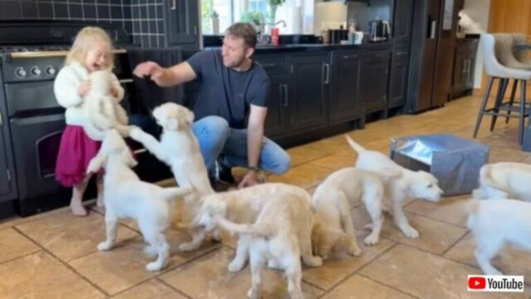 おうちにゴールデンの子犬がやって来た！1匹、2匹…合計8匹の毛玉たちに囲まれる至福