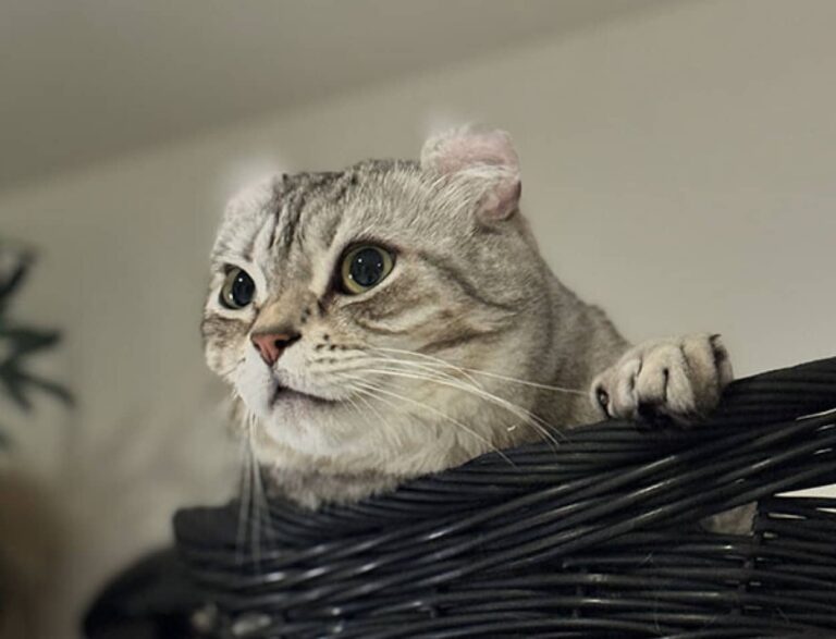 猫はなぜ、何もないところをじっと見つめているのか？その謎を科学で解明