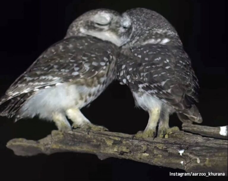 フクロマンチック！フクロウたちが寄り添ってキスをするファンタジーあふれる映像
