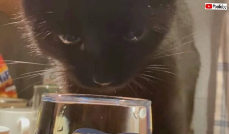 「めっちゃ喉が渇いてたんだニャ！」この黒猫、夢中になって水を飲むとき、ついあるクセが出てしまうらしい
