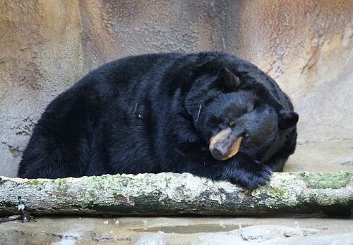 未だ冬眠しないクマ達、昨今の異常気象が原因かもしれない・・・