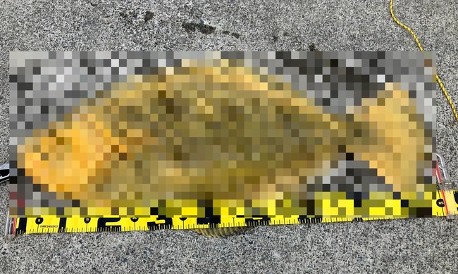 X民「隣のおじちゃんがとんでもない代物釣り上げたｗ」ﾊﾟｼｬｯ→ガチで凄すぎてニュースになるレベルだと話題にｗｗｗｗｗｗ