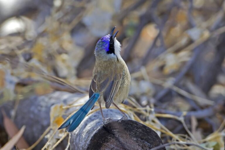 ある種の鳥は自分の子ではないヒナの子育てを積極的に行う。その理由とは？