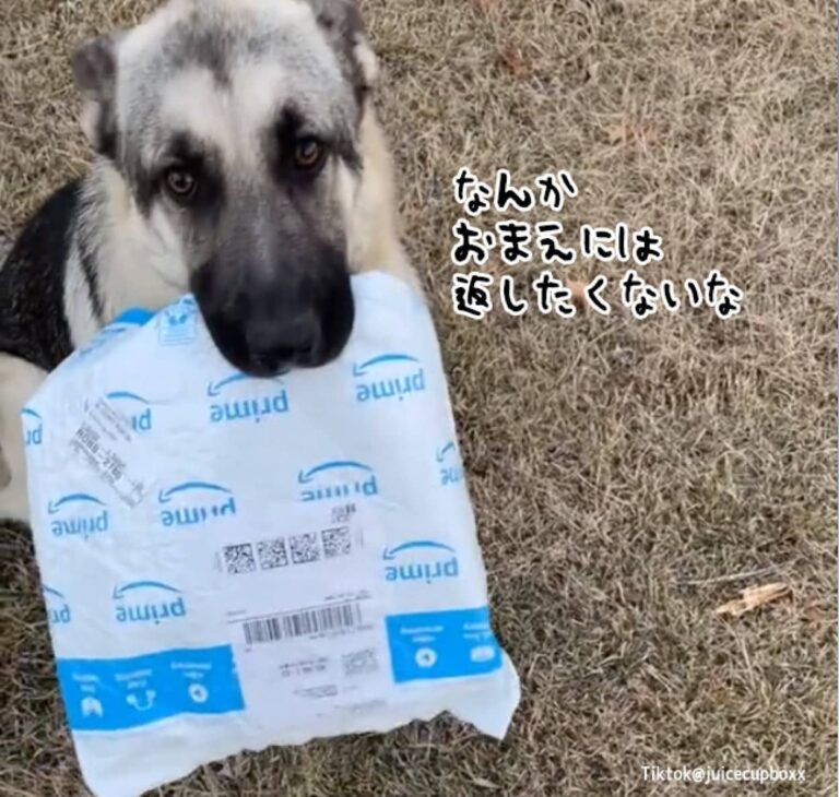 犬も配達員を選ぶ。荷物を返してとお願いするもいう事を聞かず、別の配達員に返しに行く