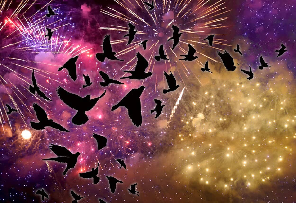 大晦日の花火は何百万羽もの鳥に深刻な影響を与える。越冬している鳥の体に大きな負担