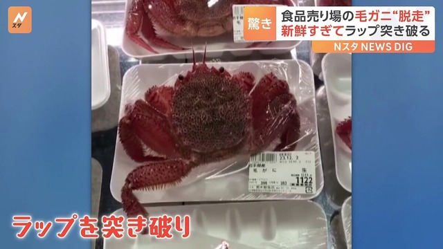 “新鮮すぎて”パックからカニが脱走？触発されたのか近くの毛ガニもモゾモゾ…「日常の風景」が話題