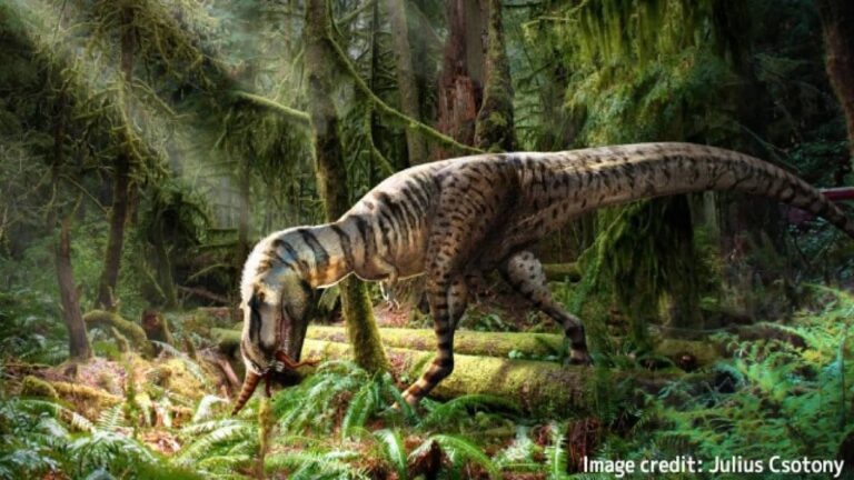 ティラノサウルス科の化石の胃の内容物から最後の食事が明らかに。恐竜の骨付きもも肉だった