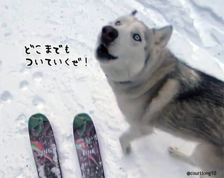 ソリ犬の血が騒ぐぜ。スキーをする飼い主と一緒に走るのが大好きなハスキー