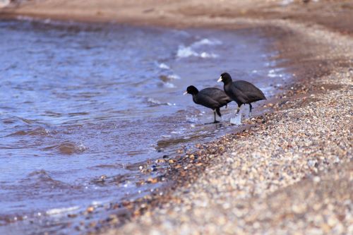 「琵琶湖」で水鳥が原因不明の大量死をしているらしい・・・「これほどのことは初めて」