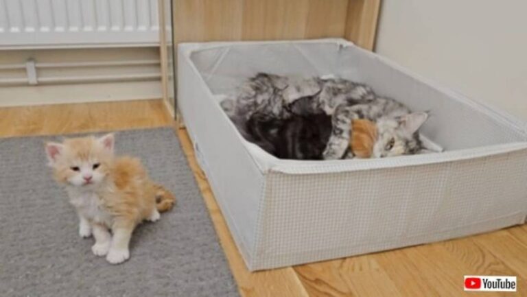 「今なら行けるニャ！」メインクーンの子猫、きょうだいたちが寝静まっている間に脱走を企てる