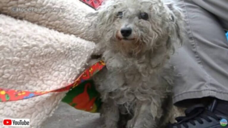 Hope For Paws～ホームレスに世話されていた捨て犬、第二の犬生を歩み始める