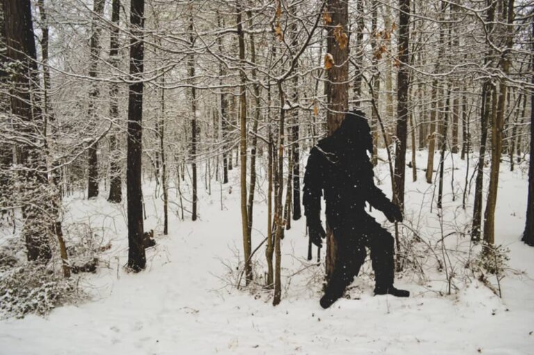 ビッグフットの目撃頻度とアメリカグマの個体数に相関関係があることが研究で判明
