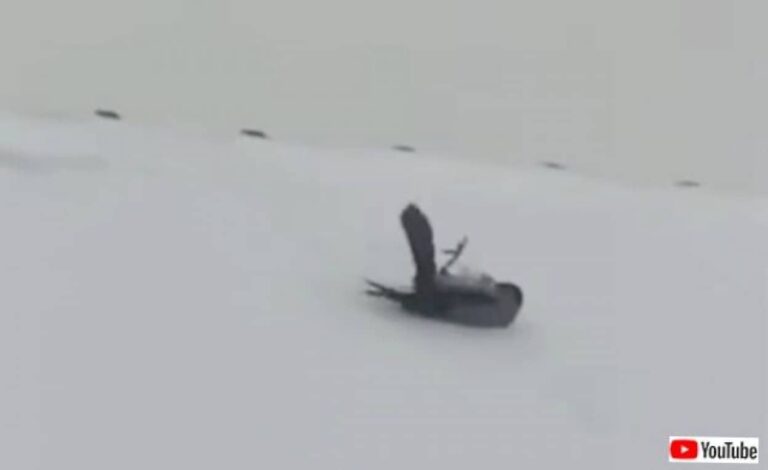 こりゃおもしろい、やめられん！屋根の上のカラス、雪の中をコロコロ転がって遊ぶ