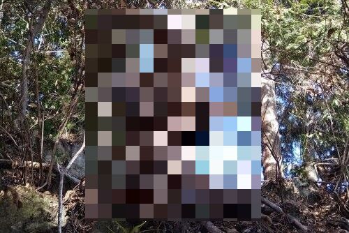 X民さん、ガチでヤバいモノと遭遇して死を覚悟する・・・いや・・・これマジ・・・？