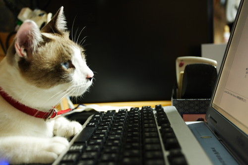 あなたが知ってる「ネットで知った真実」を教えてください