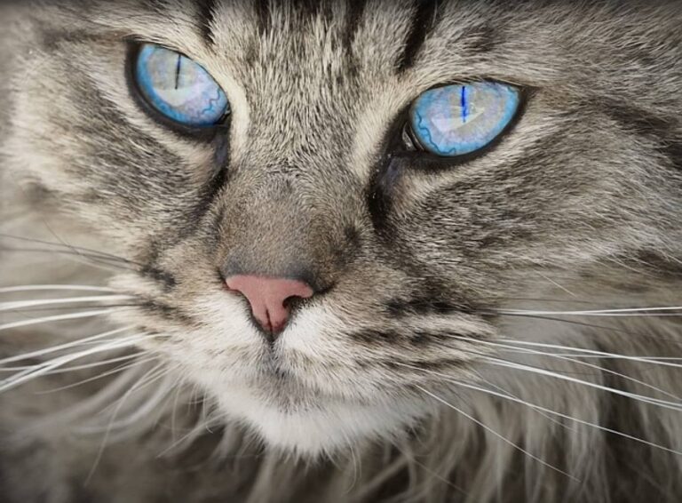 豪華クルーズ船で猫を密航させた乗客を発見。猫は安楽死の予定だったが乗組員が引き取り家族に