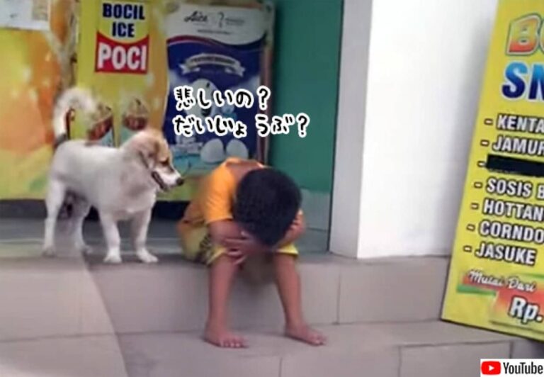 膝を抱えて悲しみに暮れている少年を必死に慰めようとする犬