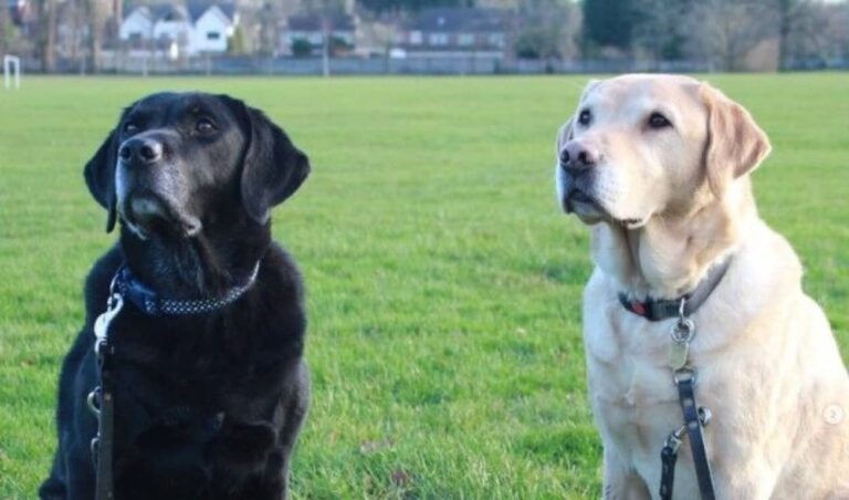 「会いたかった！お互い今まで頑張ったよね！」盲導犬として働いていた犬の兄弟、10年ぶりの再会を果たす