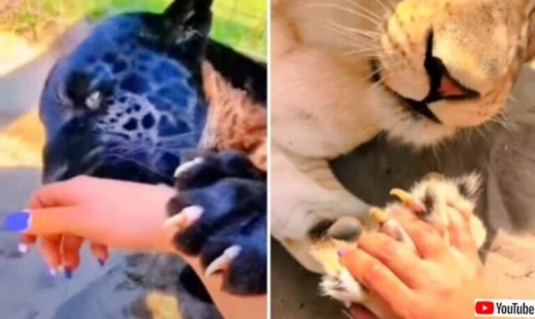 やっぱり大きな猫だった？ビッグキャットたちの爪とにくきゅうを見てみよう