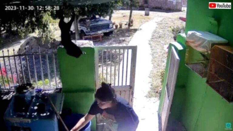 ちょっと失敗しちゃったニャ！門の上からジャンプした猫、目測を誤り水の中へダイブする