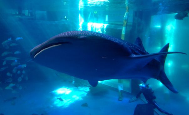 能登半島地震の被災で、水族館のジンベイザメが全て亡くなってしまう…