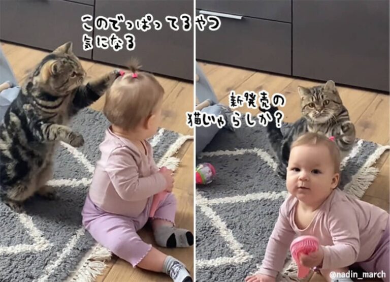 新発売の猫じゃらしか？赤ちゃんの結んだ髪が気になりすぎる猫