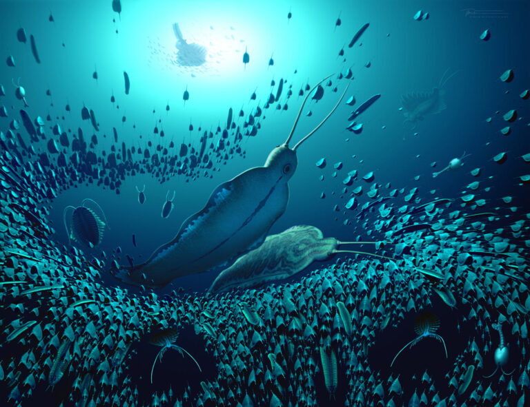 5億1800万年前を生きた世界最古の巨大な海洋捕食動物が発見される