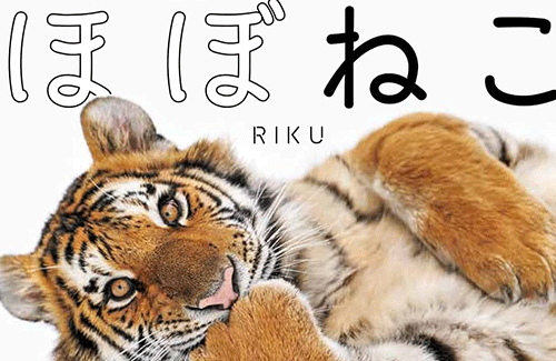 猫が１匹も出てこない写真集がAmazon猫本ランキング1位に