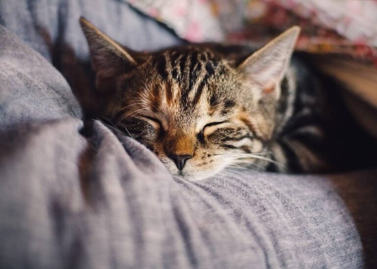 シンガポールで猫の飼育が解禁、公営住宅で猫を飼うことが34年ぶりに認められる