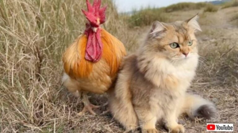 猫が雄鶏を誘って旅に出た？ニワトリと猫の仲良し道中に密着してみた