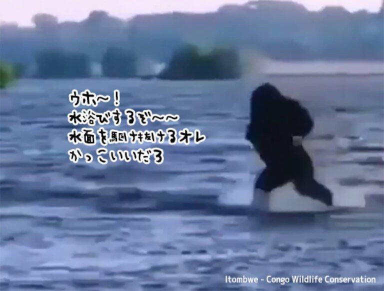 胸を叩きながら勢いよく水に入ってきたゴリラだが、冷たいのは苦手だった件