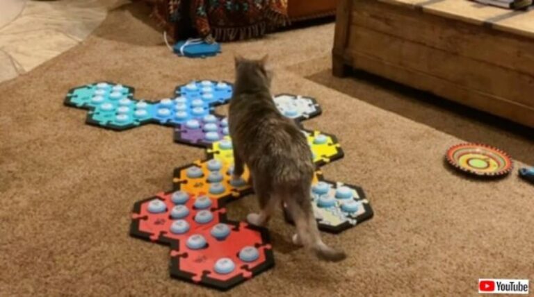 「笑ってるってことはハッピーなのかニャ」サウンドボードを操る猫、飼い主の大爆笑に反応する