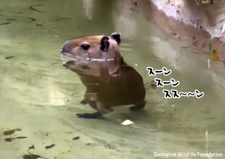 カピバラの赤ちゃんの水中ムーンウォークがかわいすぎるんじゃい！