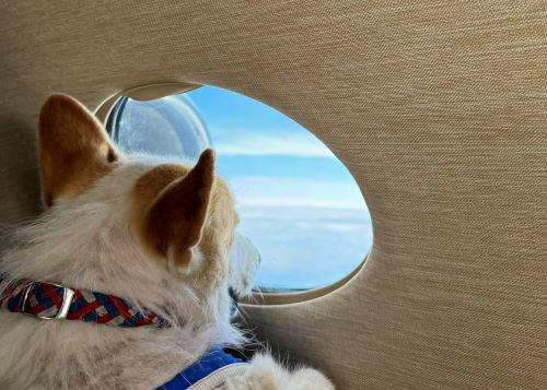 【朗報】飛行機ペット論争に新たな選択肢が！→「ペット同伴のご旅行に弊社プライベートジェットはいかがですか？片道110万円からです」
