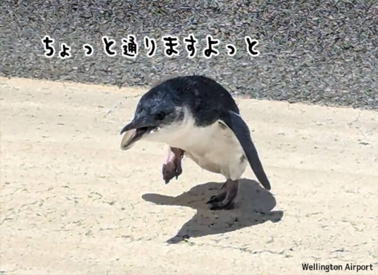 ちょっと通りますよ。空港の滑走路にペンギンの赤ちゃんが侵入するというアクシデント