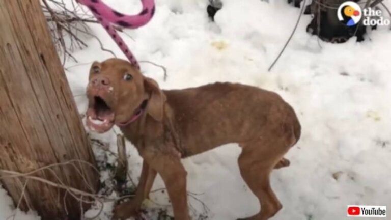 もう二度と寒さに震えるのはイヤ！雪の中に捨てられていた犬、暖かい家庭に引き取られて第二の犬生を満喫する