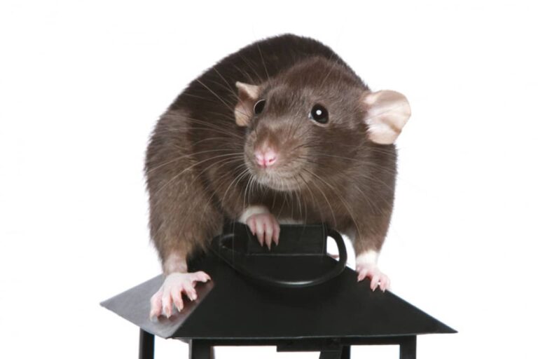 ネズミも過去の出来事を覚えている。古い記憶を使って問題を解決していることを初めて証明